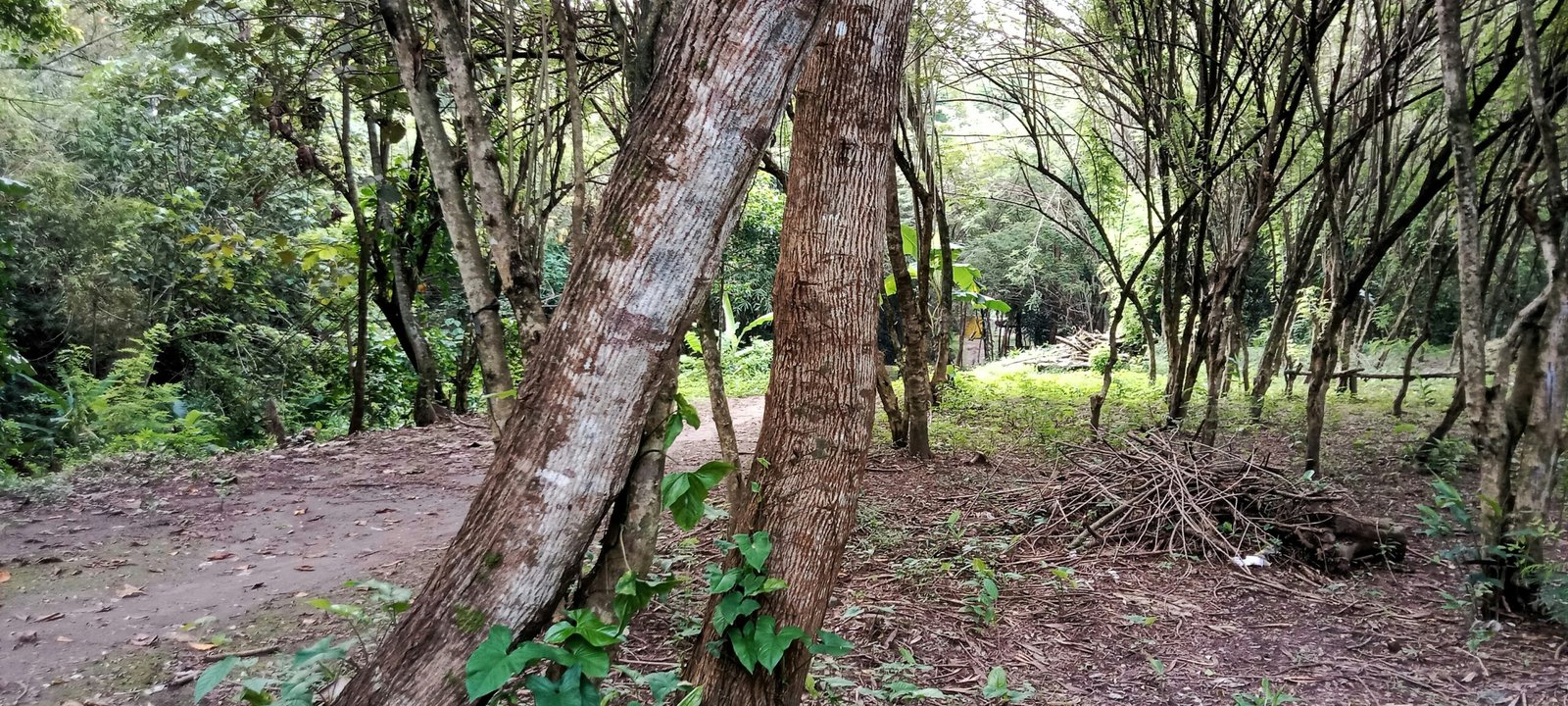 a dirt path in the middle of a forest